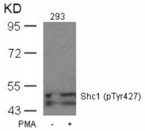 Shc1 (phospho Tyr427) Antibody