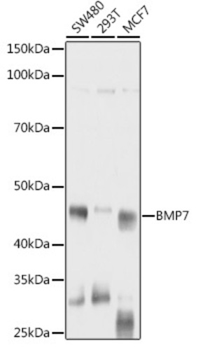 Anti-BMP7 Rabbit Polyclonal Antibody