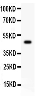 Anti-CD45 Polyclonal Antibody