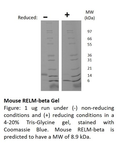 Mouse Recombinant RELM-beta (from <i>E. coli</i>)