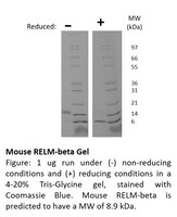 Mouse Recombinant RELM-beta (from E. coli)