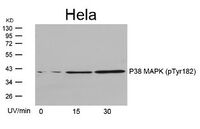 Anti-MAPK14 Rabbit Polyclonal Antibody