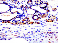 Anti-SASS6 Rabbit Polyclonal Antibody