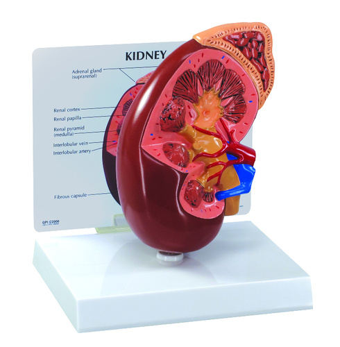 MODEL INTRODUCTORY KIDNEY