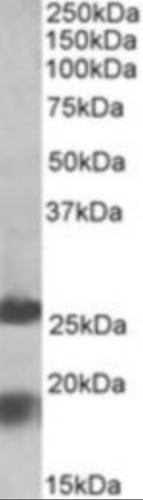 MPV17 Antibody