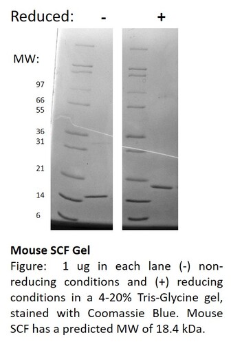 Mouse Recombinant SCF (from <i>E. coli</i>)