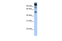 Anti-FEZF1 Rabbit Polyclonal Antibody
