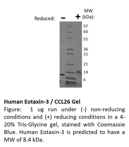 Human Recombinant Eotaxin 3 (from <i>E. coli</i>)