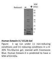 Human Recombinant Eotaxin 3 (from E. coli)