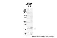 Anti-UBE2N Rabbit Polyclonal Antibody