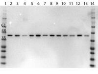 Anti-MAPK1 Rabbit Polyclonal Antibody