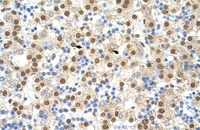 Anti-ILF3 Rabbit Polyclonal Antibody