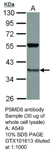 Rabbit Polyclonal antibody to PSMD8 (proteasome (prosome, macropain) 26S subunit, non-ATPase, 8)