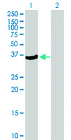Anti-CDK15 Mouse Polyclonal Antibody