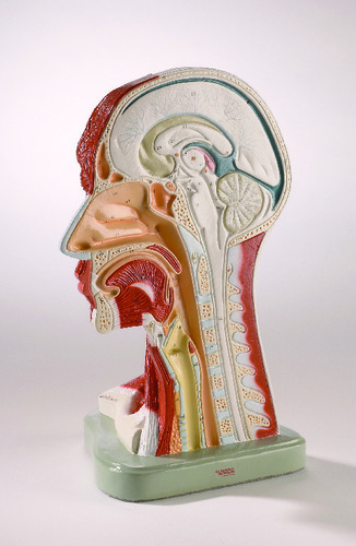 MODEL HEAD AND NECK MUSCULATURE