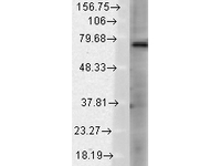 Anti-TRPV3 Mouse Monoclonal Antibody [clone: S15-4]