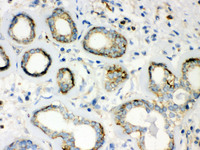 Anti-ACTB Mouse Monoclonal Antibody (KLH (Keyhole Limpet Hemocyanin)) [clone: AC-15]