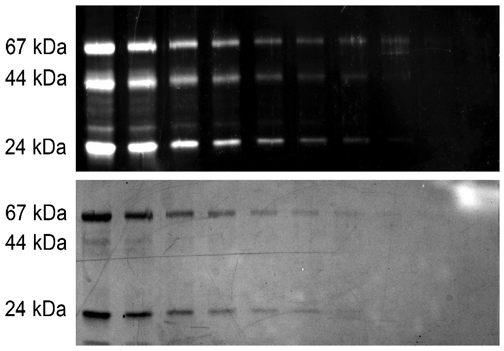 VWR® VividPro™ Fluorescent Stain | Electrophoresis Stains