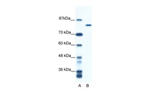 Anti-DHX16 Rabbit Polyclonal Antibody