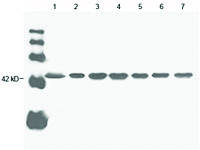 Anti-ACTB Mouse Monoclonal Antibody