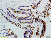 Anti-MS4A1 Rabbit Polyclonal Antibody