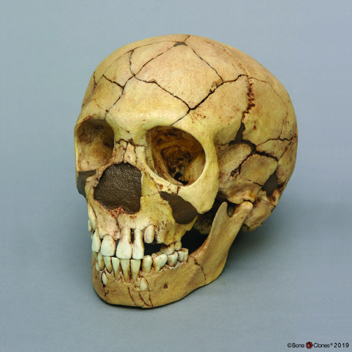 Model H.Neanderthalen Skullteshik-Tash
