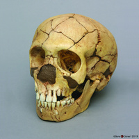 Bone Clones® Homo neanderthalensis (Child) Skull Teshik-Tash