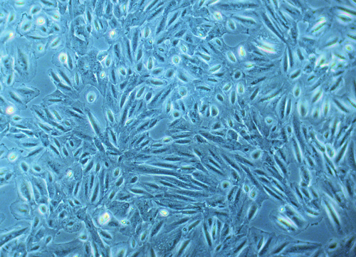 Human Renal Cortical Epithelial Cells (HRCEpC), PromoCell