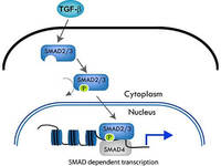 Anti-SMAD3 Rabbit Polyclonal Antibody