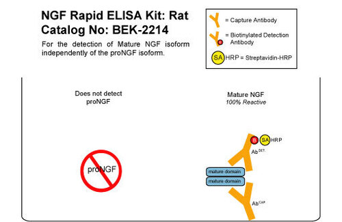 NGF Rapid ELISA Kit: Rat, Biosensis®