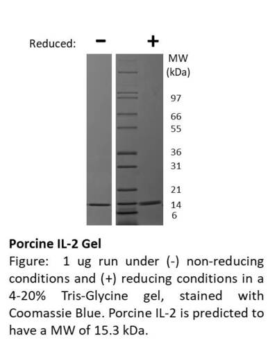 Pig Recombinant IL2 (from <i>E. coli</i>)