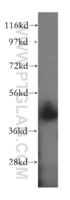 Anti-NDEL1 Rabbit Polyclonal Antibody