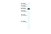 Anti-DDX27 Rabbit Polyclonal Antibody