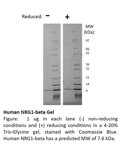 Human Recombinant NRG1-beta (from <i>E. coli</i>)