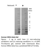 Human Recombinant NRG1-beta (from E. coli)
