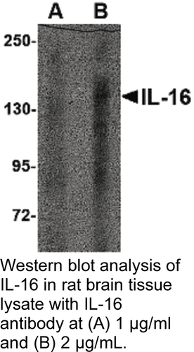 Antibody IL-16 0.1MG