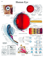 3B Scientific® Eye Chart