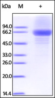 Human Recombinant IL12 alpha (from HEK293 cells)