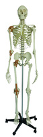Rudiger® Ligamentary Skeleton