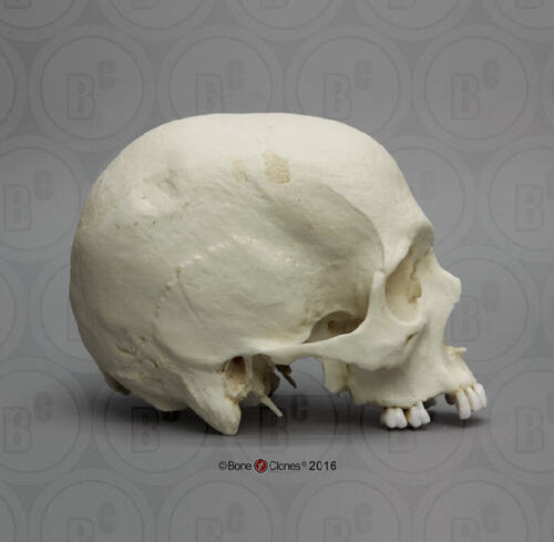 Human Male Cranium European Skull Model