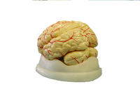 Brain Model, 8-Part
