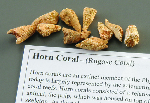 HORN CORAL FOSSIL STUDY PACK/10