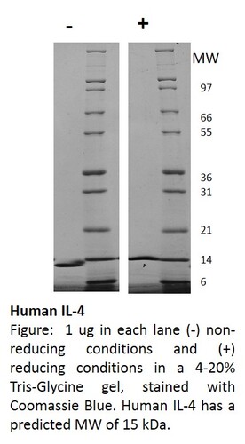Human Recombinant IL-4 (from <i>E. coli</i>)