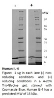 Human Recombinant IL-4 (from E. coli)