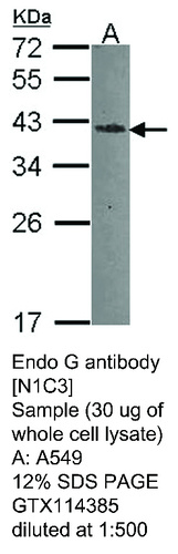 Rabbit Polyclonal antibody to Endo G (endonuclease G)