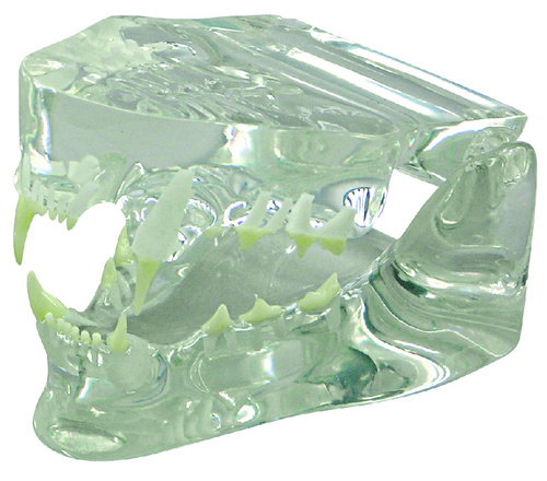 Model feline jaw model clear material showing teeth, size: 2-3/4x2x1-1/8IN, Card: 6-1/2x5-1/4in