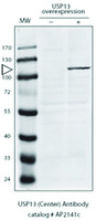 Anti-USP13 Rabbit Polyclonal Antibody