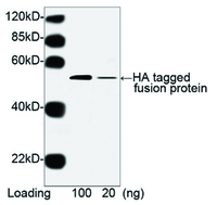 Anti-HA Tag Mouse Monoclonal Antibody [clone: 5E11D8] (HRP (Horseradish Peroxidase))