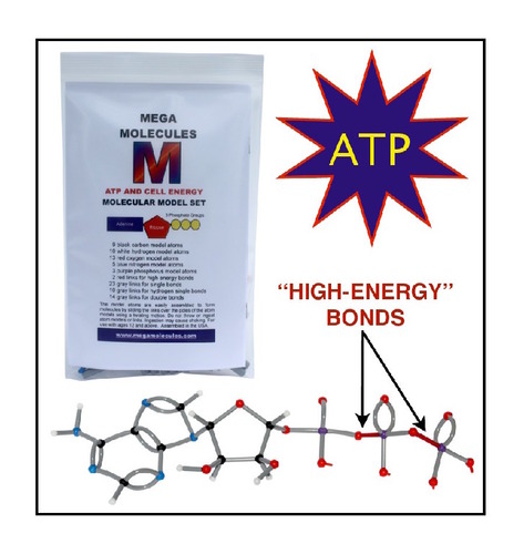 ATP and Cell energy Model Set