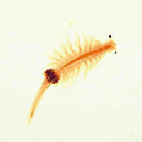 Ward's® Live Adult Brine Shrimp (Artemia sp.)